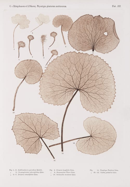 Tab. XX Auer, Alois  (Austrian, 1813-1869)