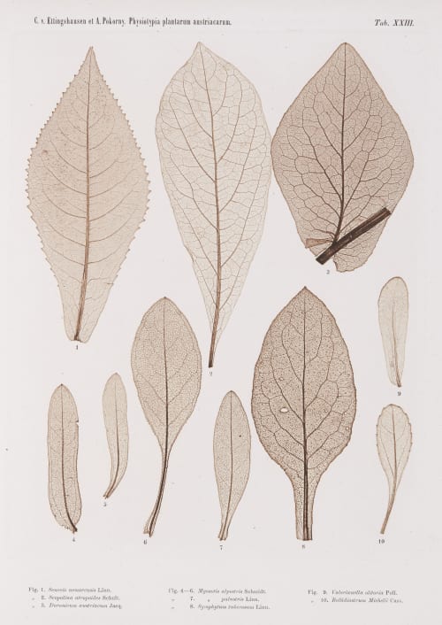 Tab. XXIII Auer, Alois  (Austrian, 1813-1869)