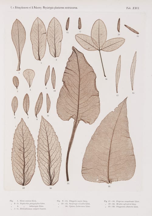 Tab. XXVI Auer, Alois  (Austrian, 1813-1869)