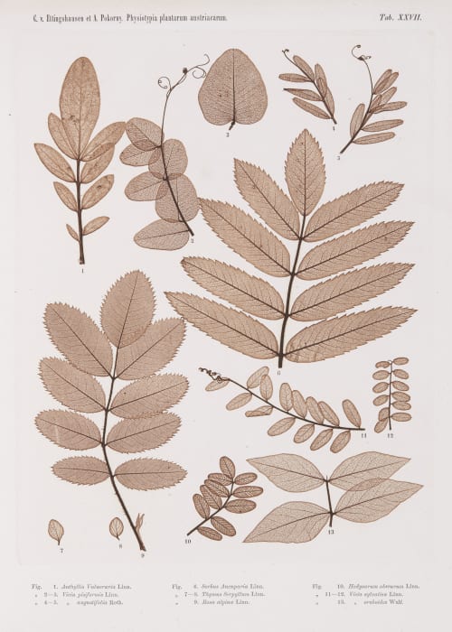 Tab. XXVII Auer, Alois  (Austrian, 1813-1869)