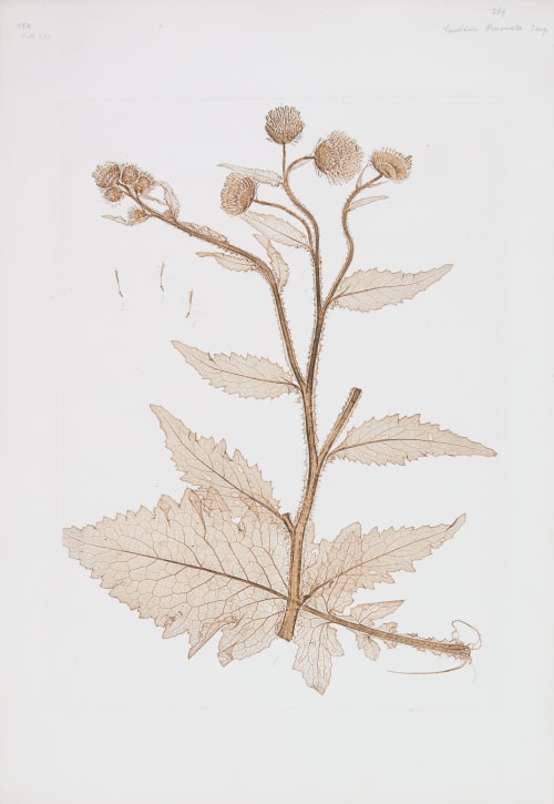 Plate 269 (proof) Ettingshausen, Constantin  (Austrian, 1826-1897)Porknoy, Alois  (Austrian, 1826-1886)