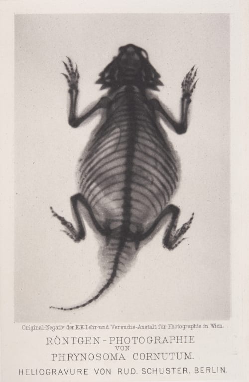 Röntgen-Photographie von Phrynosoma Cornutum Eder, Josef Maria  (Austrian, 1855-1944)Valenta, Eduard  (Austrian, 1857-1937)
