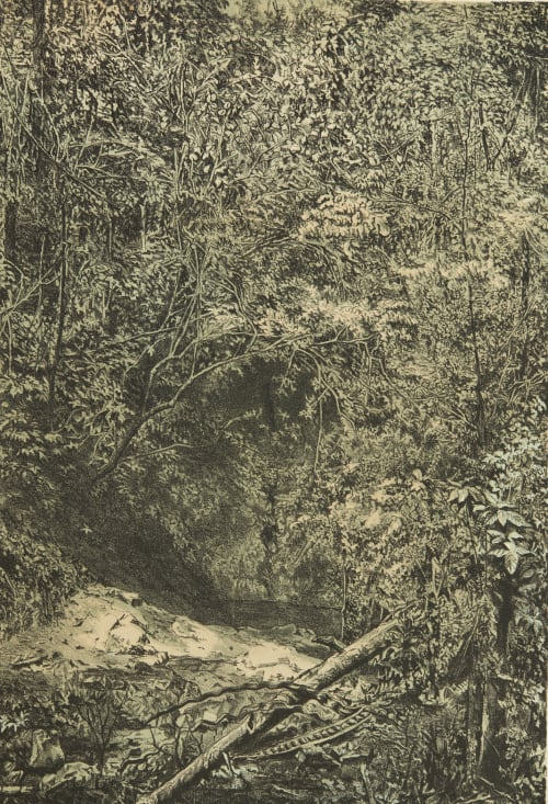 Tropical Forest O'Sullivan, Timothy  (American, 1840-1882)