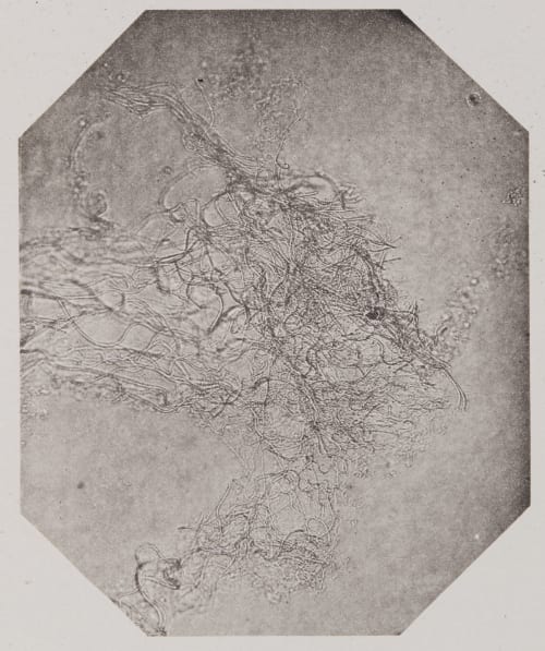 Pl. I Troup, Francis  (Scottish)