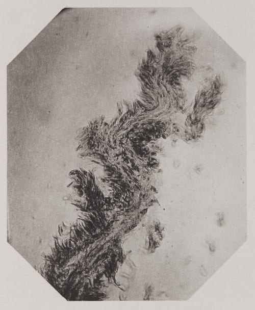 Pl. XXXVI Troup, Francis  (Scottish)