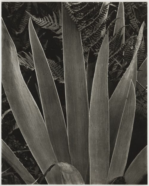 Iris Strand, Paul  (American, 1890-1976)