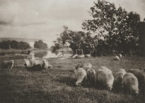 Study Of Sheep Wellington, J.B.B.  (British, 1858-1939)