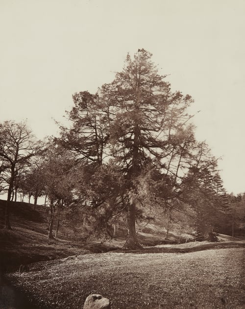 Larch Young, Andrew  (Scottish, 1854-1925)