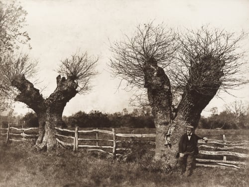 Hedgerow at Clerkenleap Turner, Benjamin Brecknell  (British, 1815-1894)
