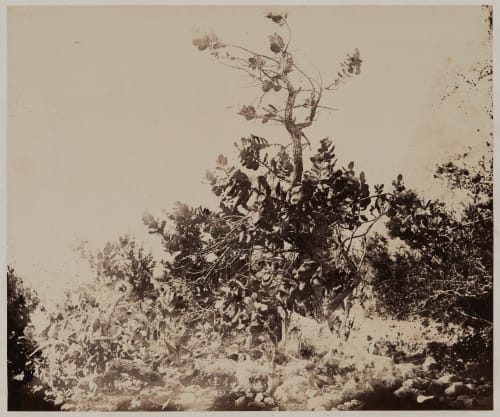 Ain-Jidy: Pommier ou Limon De Sodome Vignes, Louis  (French, 1831-1896)