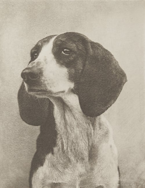 Meine Diana Kuehn, Heinrich  (Austrian-German, 1866-1944)