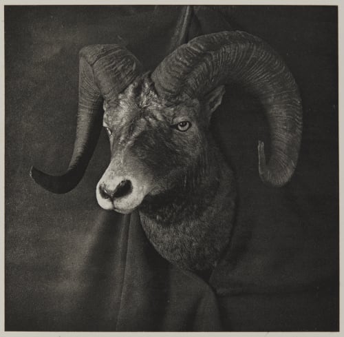 Head of Rocky Mountain Sheep Wilcox, Walter Dwight  (American, 1869–1949)