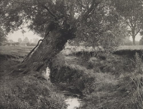 “A Willow Grows Aslant The Brook” Williams, James Leon  (American, 1852-1932)