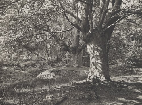 “In Sylvan Solitudes” Williams, James Leon  (American, 1852-1932)