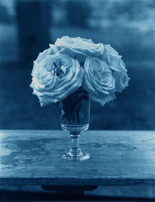 Wonder Stings Me More than the Bee