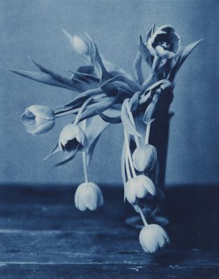 Mourning Tulips