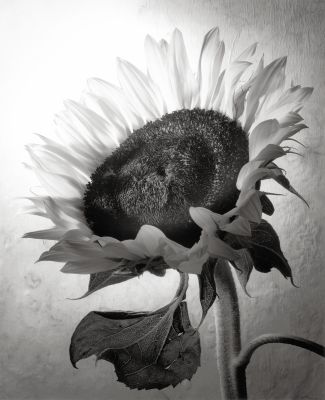 Sunflower Number 1