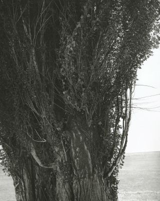 Poplars, Harney County, Oregon