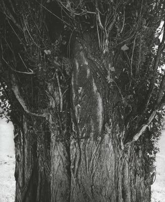 Poplars, Harney County, Oregon