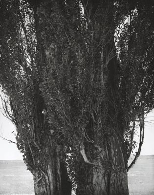 Poplars, Harney County, Oregon