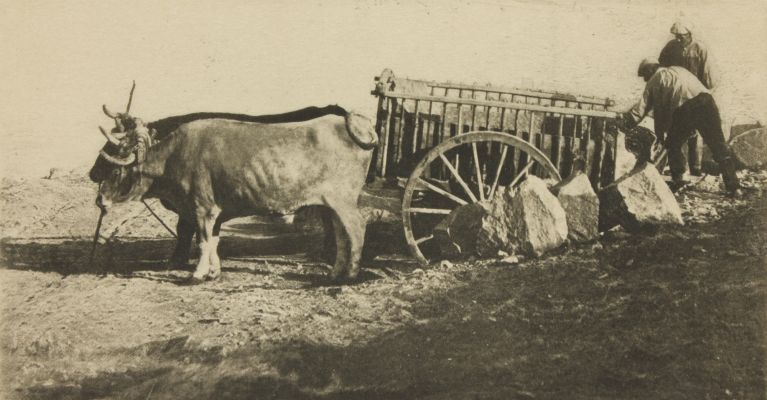 Bullock Cart – Toledo