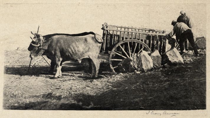 Bullock Comb, Toledo