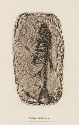 Plate 1 Naturselbstruck