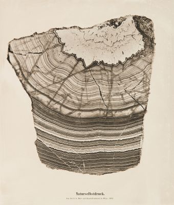 Plate 2 Naturselbstruck