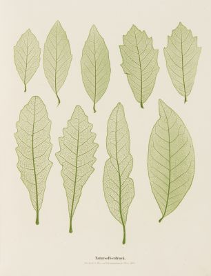 Plate 8 Naturselbstruck