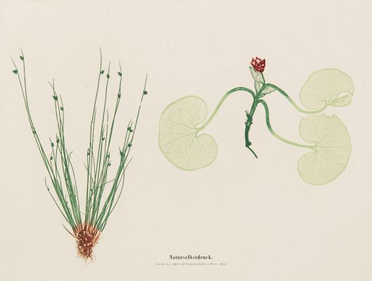 Plate 12 Naturselbstruck