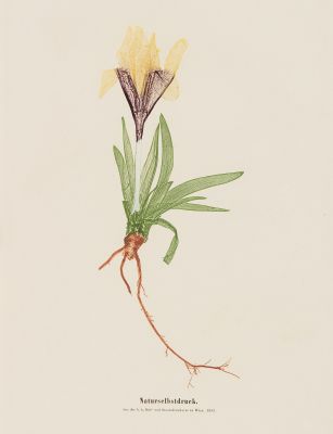 Plate 13 Naturselbstruck