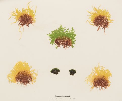 Plate 16 Naturselbstruck