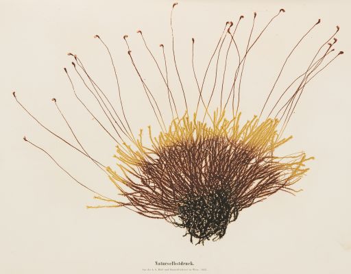 Plate 17 Naturselbstruck