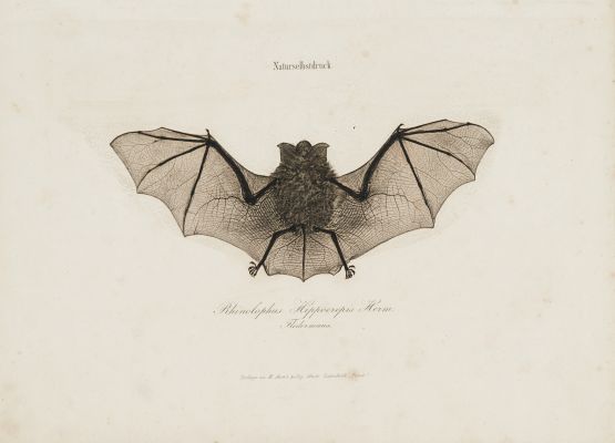Rhinolophus Hippocrepis