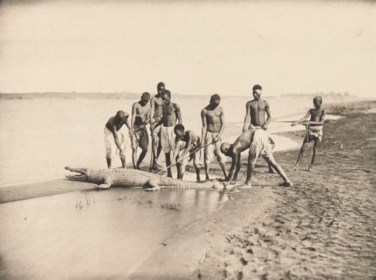 PL CXXXIX Capture D’un Crocodile (proof)