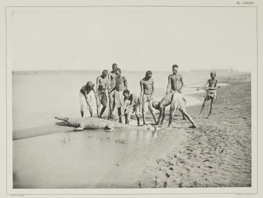 (Pl. CXXXIX) Capture D’un Crocodile