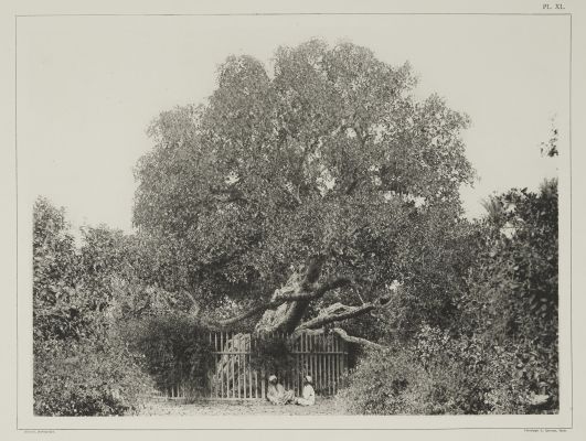(Pl. XL) Arbre de la Vierge a Matarieh