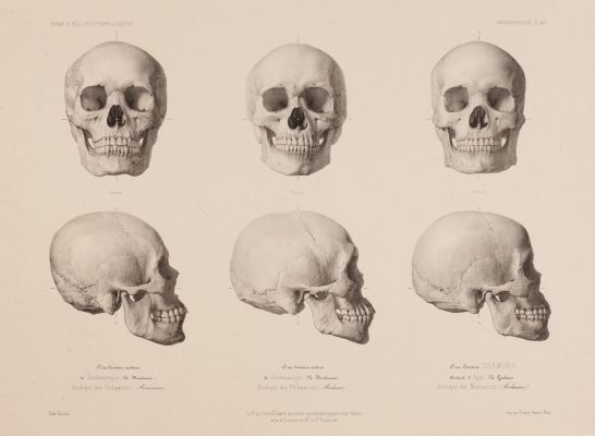 Skulls from Philippines & Mariannes (detail)