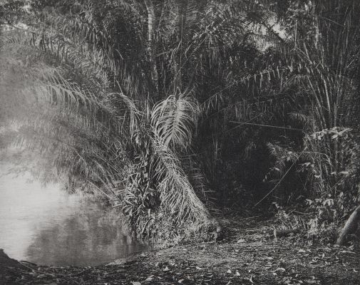 Seventeen Trees, Africa