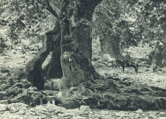 The Spring at Platania