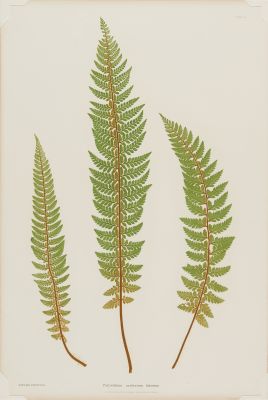 “Lastrea Filix-mas incisa.” plate XV