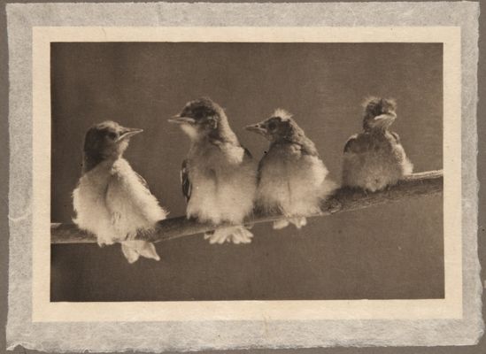 A Study in Natural History