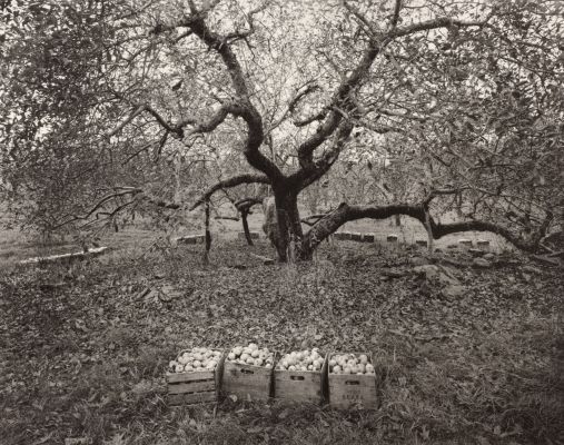 Old Rhode Island Greening Apple Tree