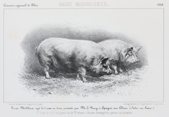 Race Middlesex. Verrat Middlesex, âgé de 8 mois et demi, présenté par Mr. E. Ravy, à Epeigué-sur-Dême (Indre-et-Loire)