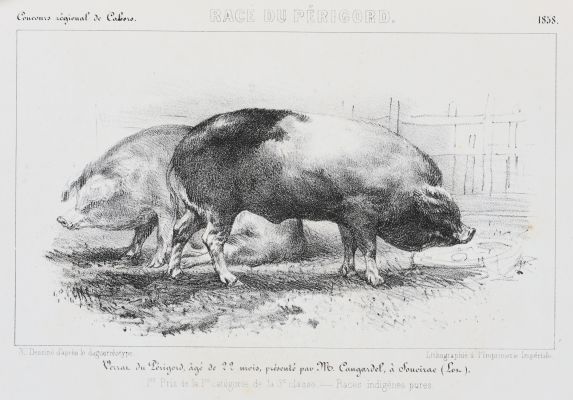 Race du Périgord. Verrat du Périgord, âgé de 22 mois, présenté par Mr. Cangardel, à Soucirac (Lot)