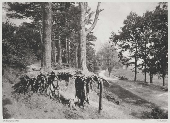 On the Edge of the Marsh, Horning.