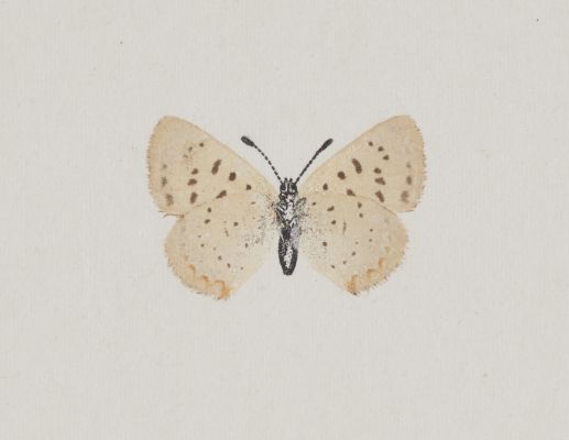 Ghrysophanus Epixanthe, under side
