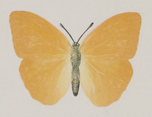 Callidryas Agarithe, upper side
