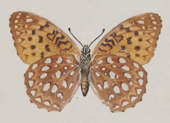 Argynnis Aphrodite, under side