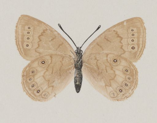 Neonympha Canthus, under side